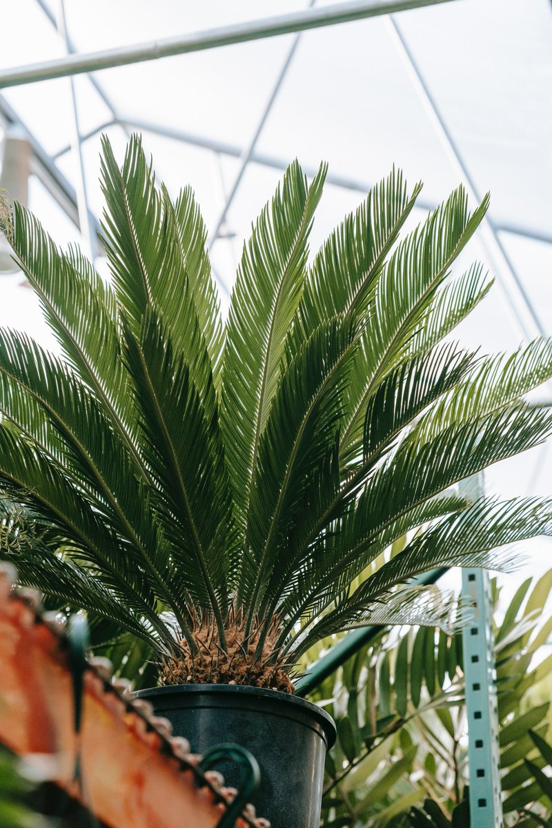RemihCm's tweet photo. What is your daily skincare inspiration?
For us, it's forever and always Plants. (Nature)
#plants #igdaily #skincareproduct #remih #inspiration https://t.co/WN2dsiIhVv