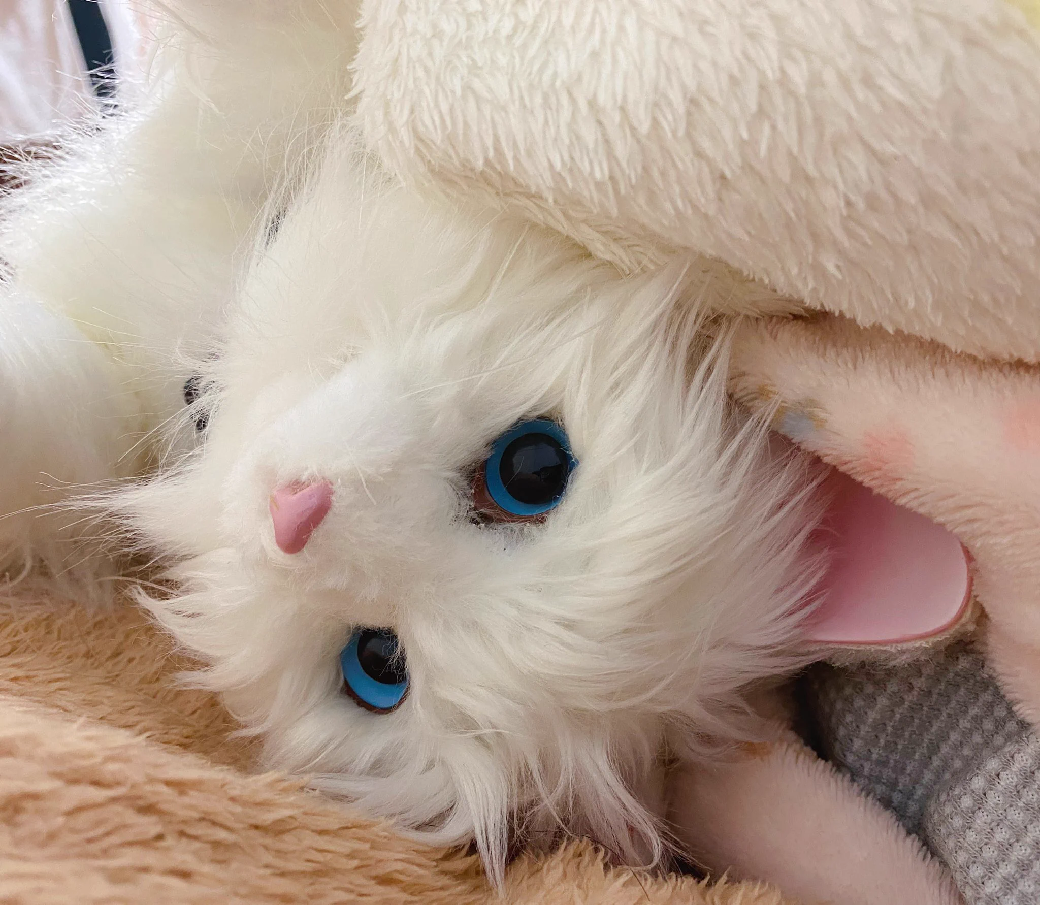 @aymusk みんな！このアプリはここでダウンロードできますぞ！
あたしもロボ猫でやってみる！
MeowTalk Cat Translator

