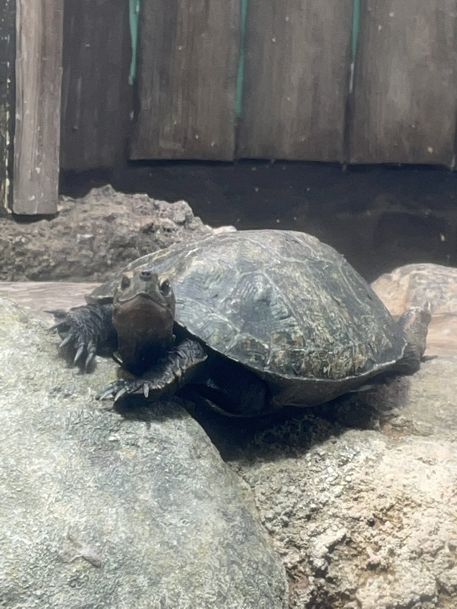 品川 しながわ水族館 口コミ 評判 素敵な旅行 観光スポット情報がきっと見つかる ナウティスgo