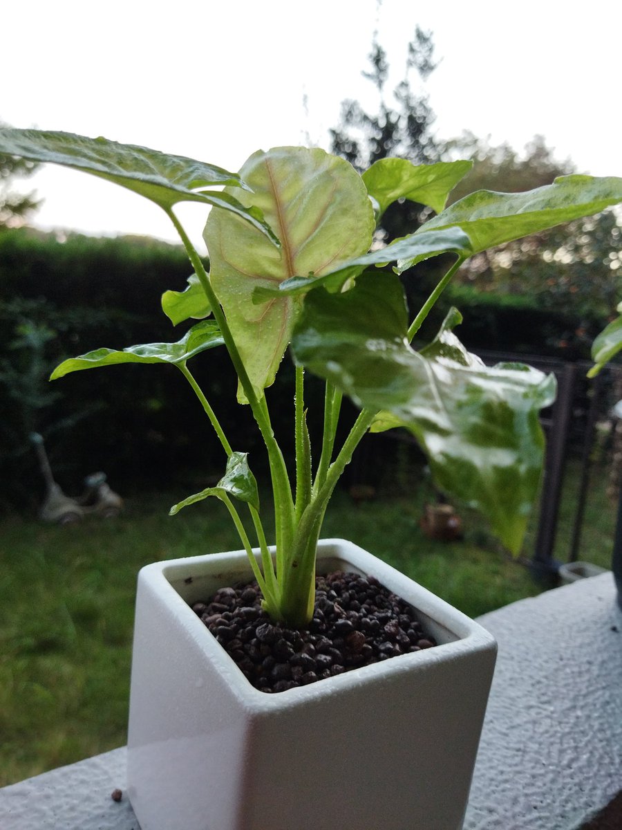 シンゴニウム Twitter Search