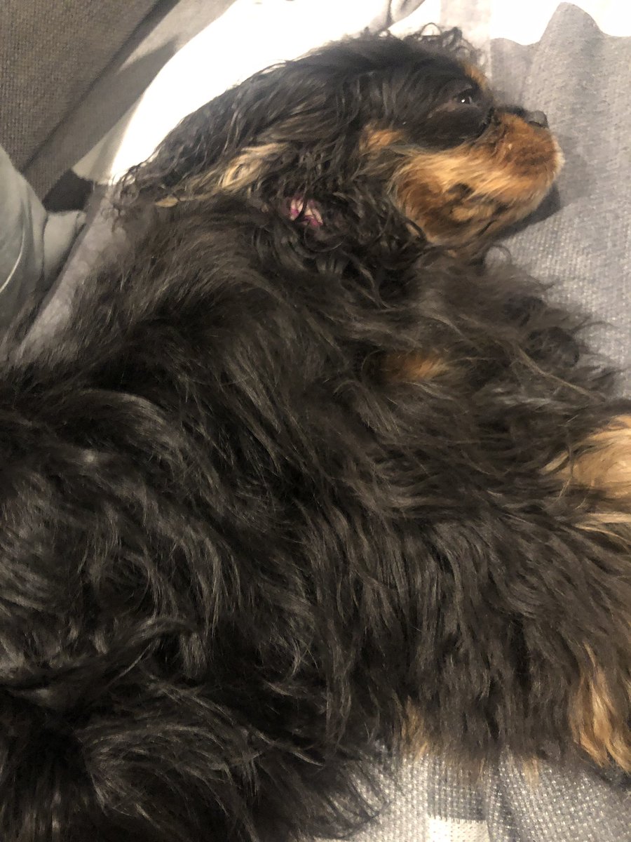 PoppySpaniel666's tweet photo. I have now achieved #FullFloof @maisy_baby https://t.co/x3ocNiwUbA