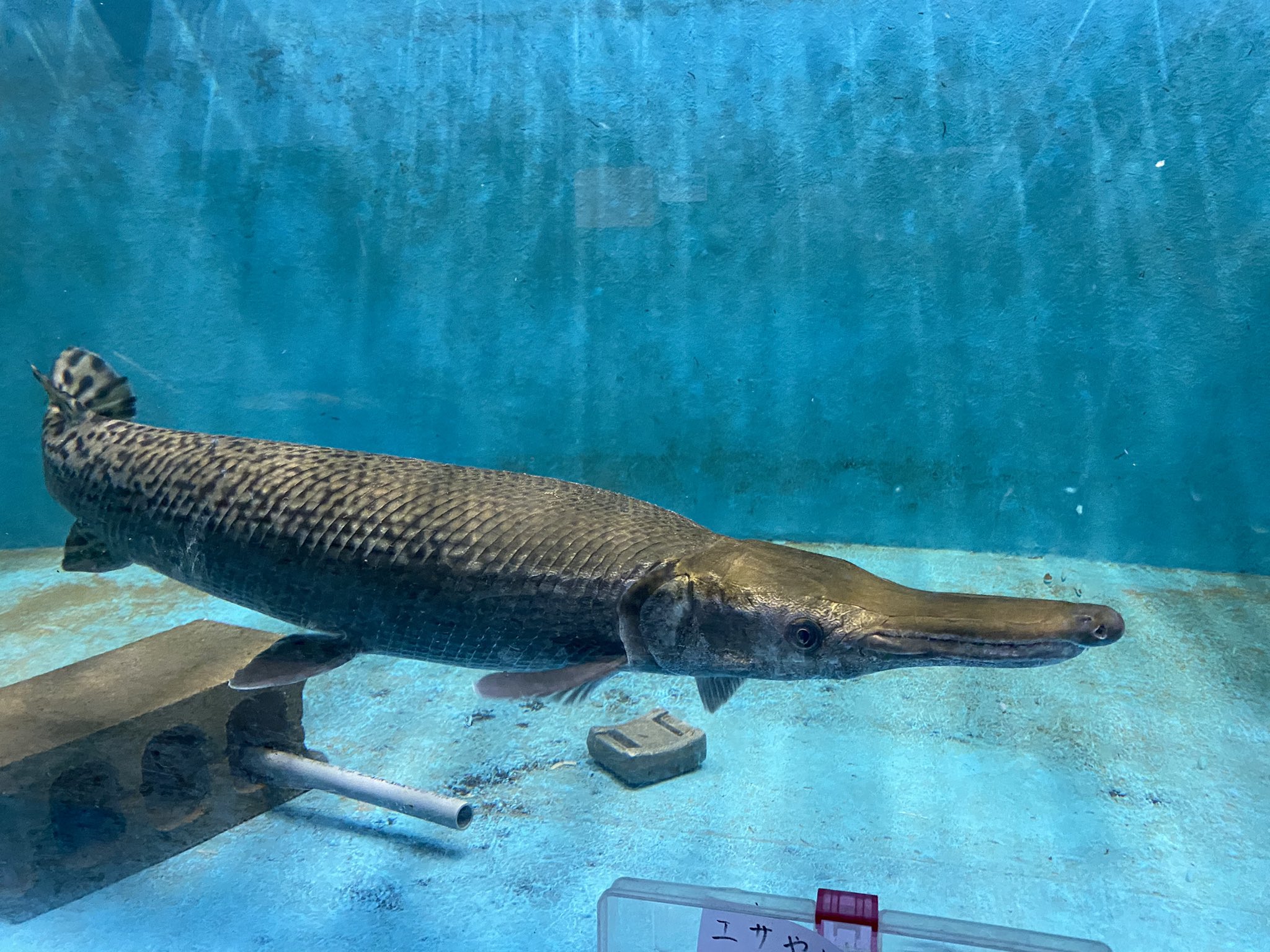 やながわ有明海水族館 公式 アリゲーターガー 大水槽で圧倒的な存在感を放ってます T Co Zw64wdaxwn Twitter