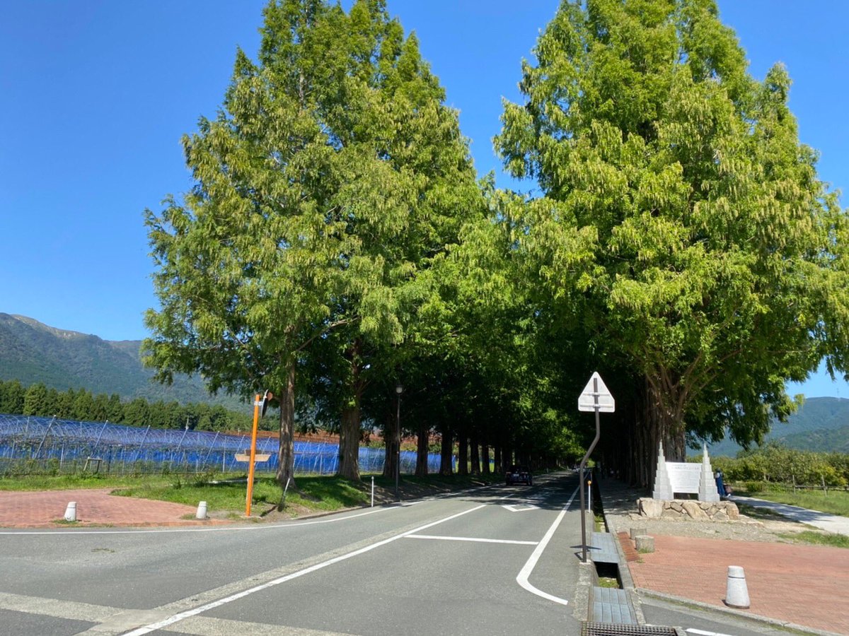 policetomio's tweet image. 今回の琵琶湖方面のツーリングですが男性5名・女性1名でメタセコイア並木や海津大崎まで走行しました☺️。お天気も良く楽しい思い出ができました。ご参加いただいた皆様、ありがとうございました。また企画いたしますので、よろしくお願いします。#swo #公道安全最強伝説　#CB1300P #びわ恋　#近江舞子