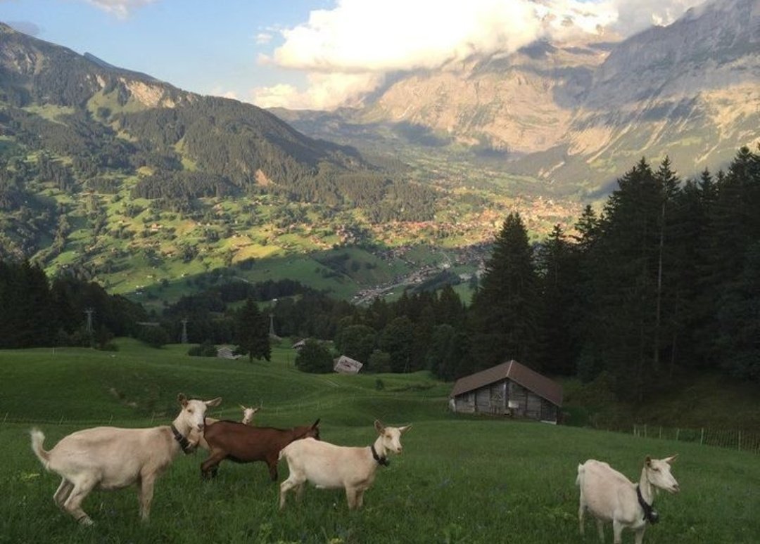 greendreamvibes's tweet image. 🍃