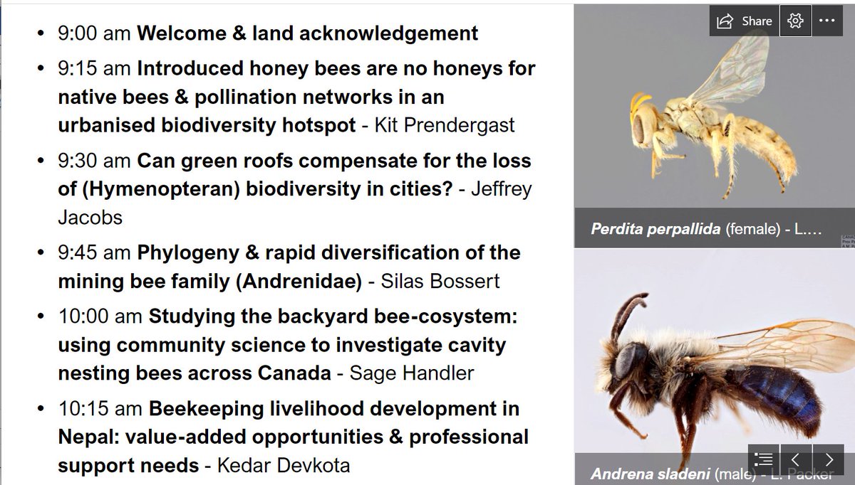 Excited to present my #research on #honeybee #competition with #WildBees at #BeeCon2021 
Oct 15th =D 
#BeeBabette #SaveTheBees #OzPollinators #Entomology #bees #EntomologyTwitter @BeesYork #ScienceConference