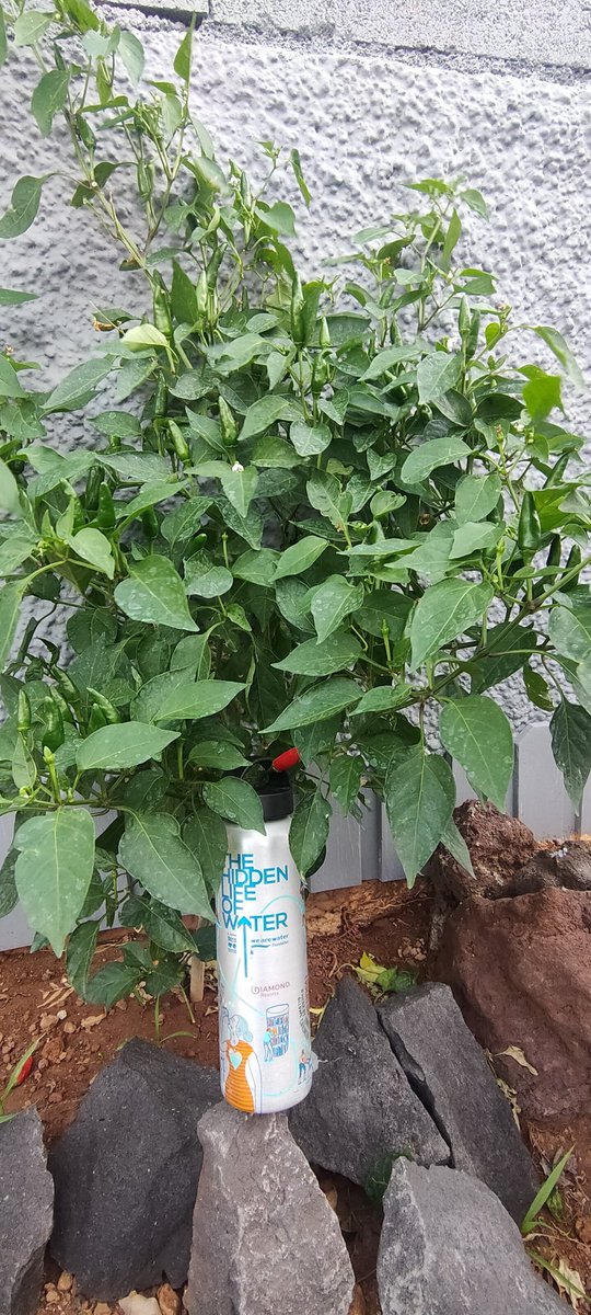 Virgilio_ svc (@negrin_medina) on Twitter photo #theglobertrotterbottle #mydiamondbottle <a href="/wearewater/">We Are Water Foundation</a> #sunsetviewclub <a href="/diamondresorts/">Diamond</a> @Rtccsvc_luisa @Lidia_SVC @DavidSVC8 <a href="/juanmaintenance/">Juan</a> <a href="/NoemiG_RC/">Noemi García</a> #theglobertrotterbottle #mydiamondbottle <a href="/wearewater/">We Are Water Foundation</a> #sunsetviewclub <a href="/diamondresorts/">Diamond</a> @Rtccsvc_luisa @Lidia_SVC @DavidSVC8 <a href="/juanmaintenance/">Juan</a> <a href="/NoemiG_RC/">Noemi García</a>