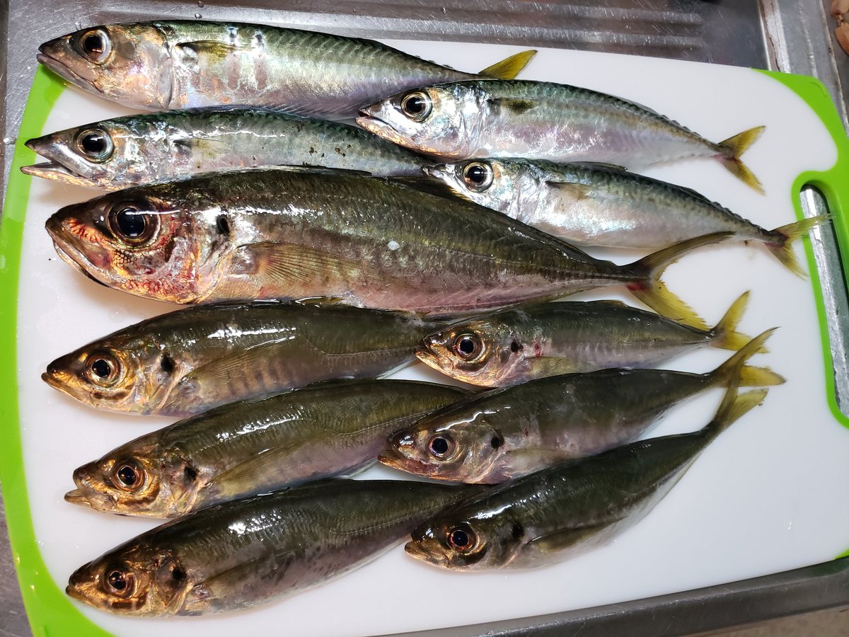 ガス屋のハヤ 今日の釣果 房総漁港は夜中の豪雨で港内は水潮 台風後の濁りとゴミ アジングを１から教えていただいてる先生と一緒に アジ サバ 釣り フィッシング アジ釣り アジング 宵姫爽 19ヴァンキッシュ Baitbreath