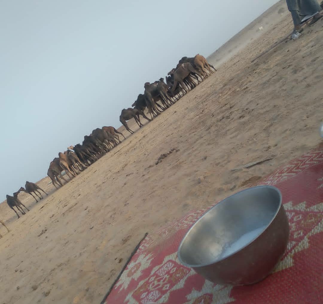 الابل شي وحيد لي كل يحبه ❤❤❤