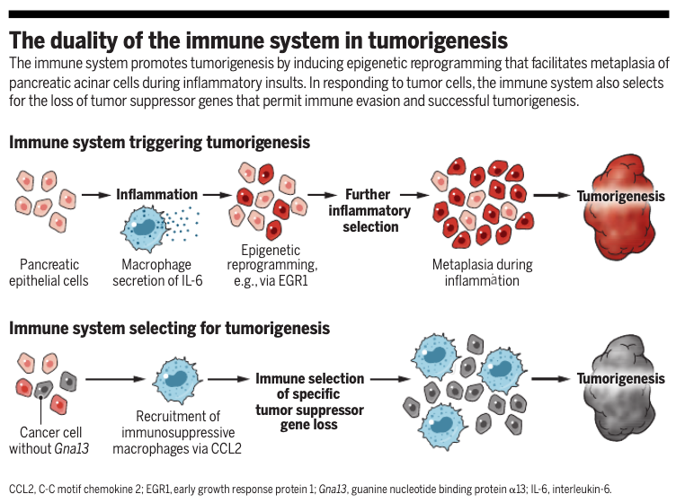 VivekSubbiah's tweet photo. Opposing roles of the immune system in tumors. Would this explain why some tumors have dramatic responses versus other Hyperprogression ? Fascinating @ScienceMagazine @weldeiry @Dr_R_Kurzrock  https://t.co/221tCwKMcU https://t.co/AY10H41LYF