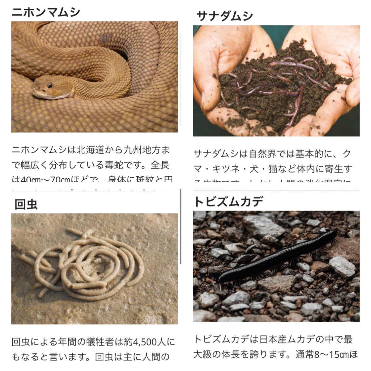 ｃ くじら 危険生物のネタ読んでたら 写真が別物の熱き風評被害 笑 が沢山で思わずスクショしちゃった 年間100人死んでるとかチスイコウモリが0匹で人を襲うとかは別にいいけども サナダムシは ミミズだし回虫に至ってはゴカイの糞だよw T Co