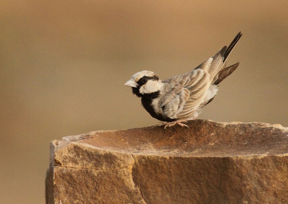 Name :- Ashy-crowned sparrow-lark
Scientific name :- Eremopterix griseus
Image Click At Outskirts of Kota 
Rajasthan India 
Year 2021
#IndiAves #TwitterNatureCommunity #BBCWildlifePOTD 
#BirdPhotography
@IndiAves 
@NetGeoWild1 
@mayurrmore