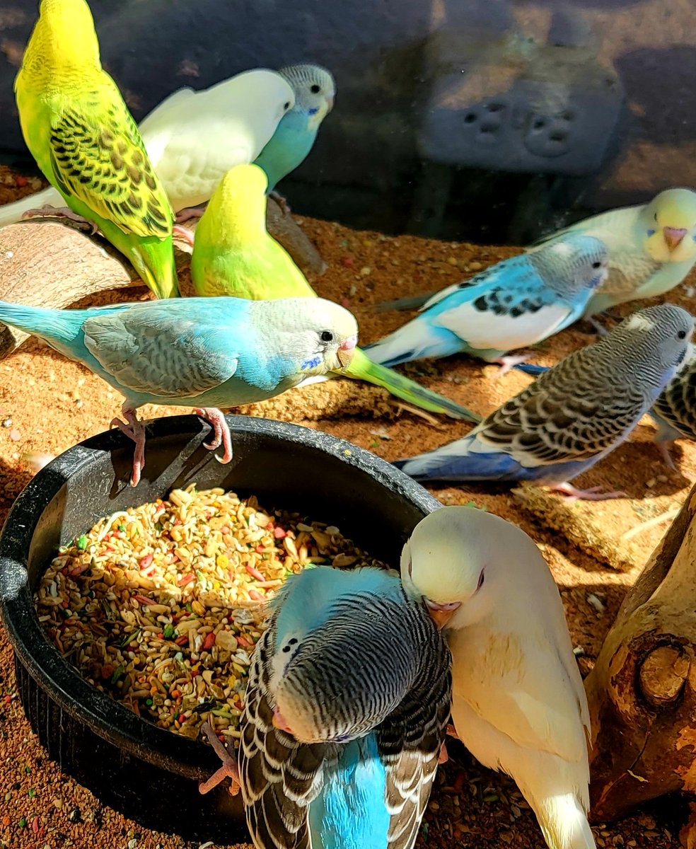 Royal_Tropical's tweet photo. New baby Parakeets are in https://t.co/YuN7eUBh15