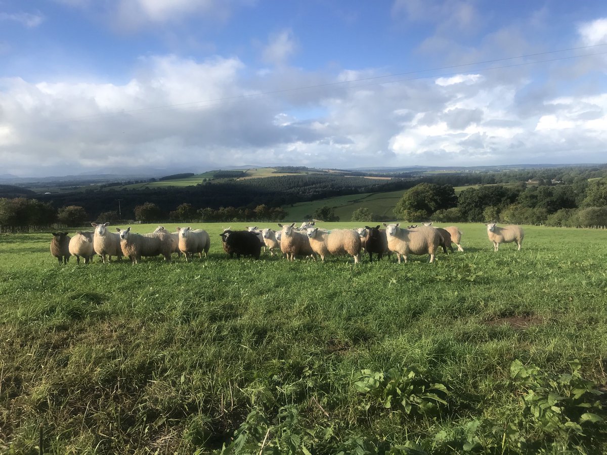 Grand day for it between showers #Sunday #farm24 #FarmingCan ⁦<a href="/FarmersGuardian/">Farmers Guardian</a>⁩ #Cumbria