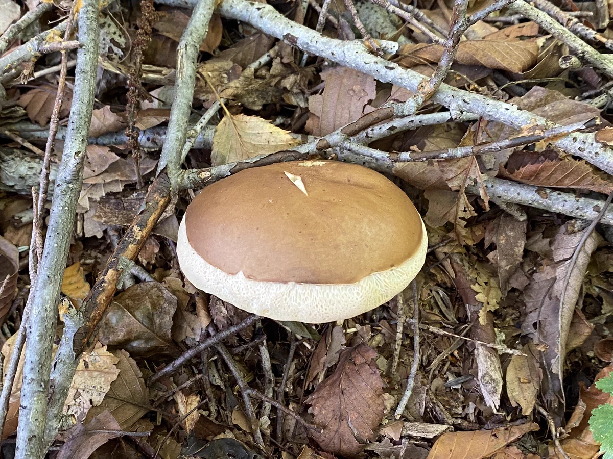 ホットケーキって生えるものなのか？！ギャグセンスにも茸www