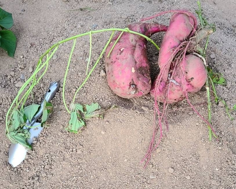 父の四十九日法要終わりました。お葬式、お墓の手配、お寺さんや法事の決まりが分からなくて周りの人に助けられながら家族協力して終えることが出来ました😌祖父母の時はこれを父が1人でやってたと思うと素直に凄いなぁ🥺そして生前お父さんが指揮をとってお母さんが世話をして育った🍠掘れました!🤩 