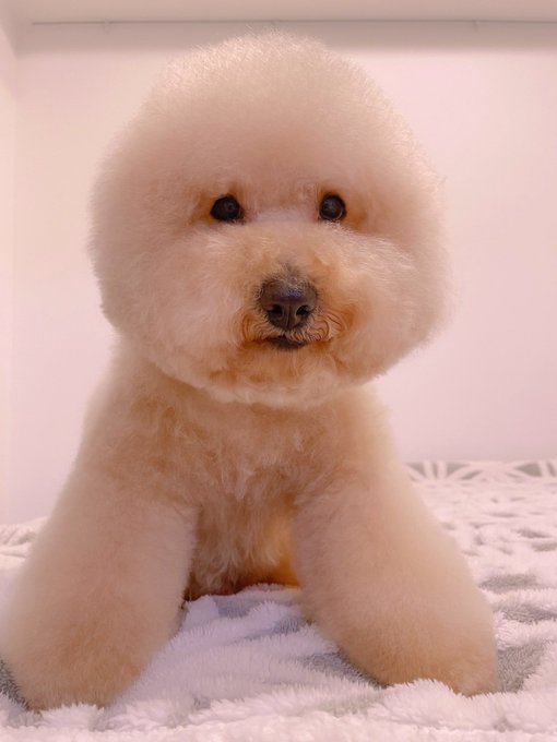 Watch ♥︎official_Hitomi♥︎'s leaked NSFW photo on TwXstars