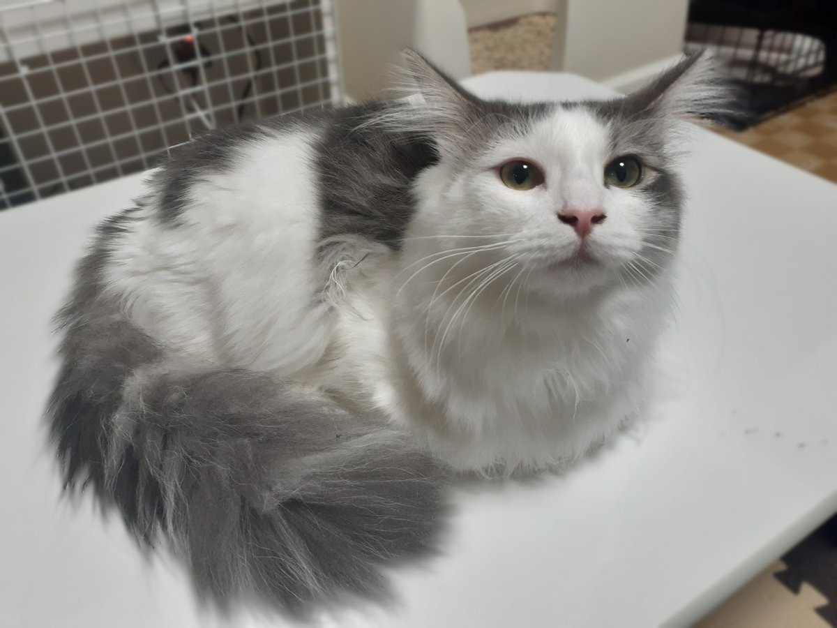 ポケモンgo オオタチの色違い 入手方法と実装状況 攻略大百科