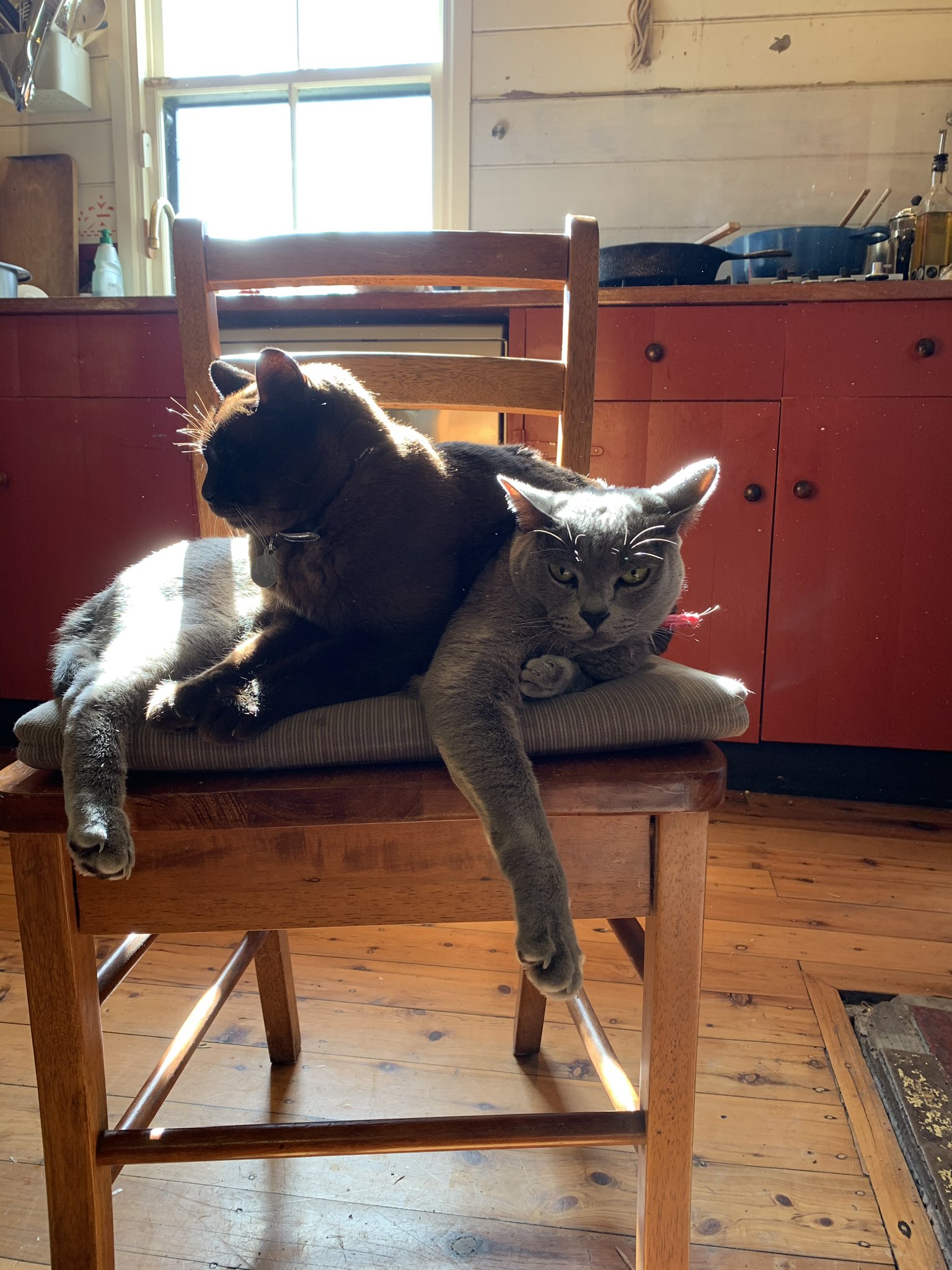 My two favourite idiots turned 5 and 16 this weekend. Happy birthday, Leonard Cohen and Gusto. 