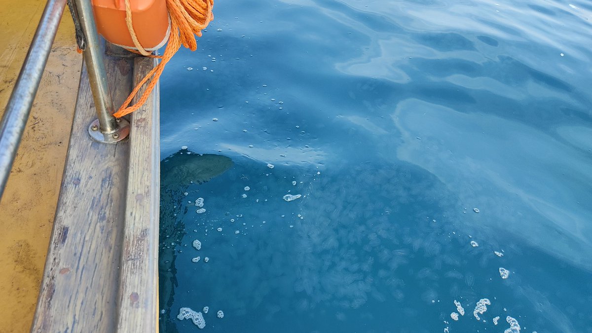 It is October and comb jellies, Mnemiopsis leidyi are still blooming in the Northern Adriatic. Photo taken by Martin Vodopivec near the island of Banjol near Rovinj, Croatia 🇭🇷 on 29.9.2021