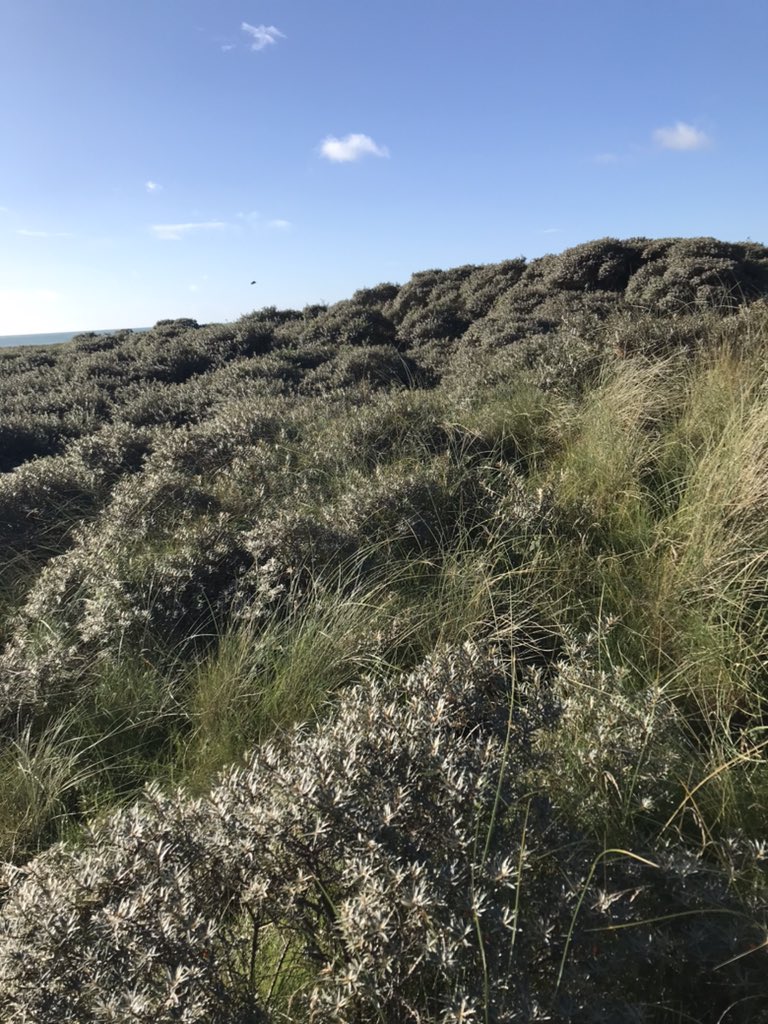 lots of Seabuckthorn ready for foraging at the back of Old Bawn beach up a way in the dunne’s