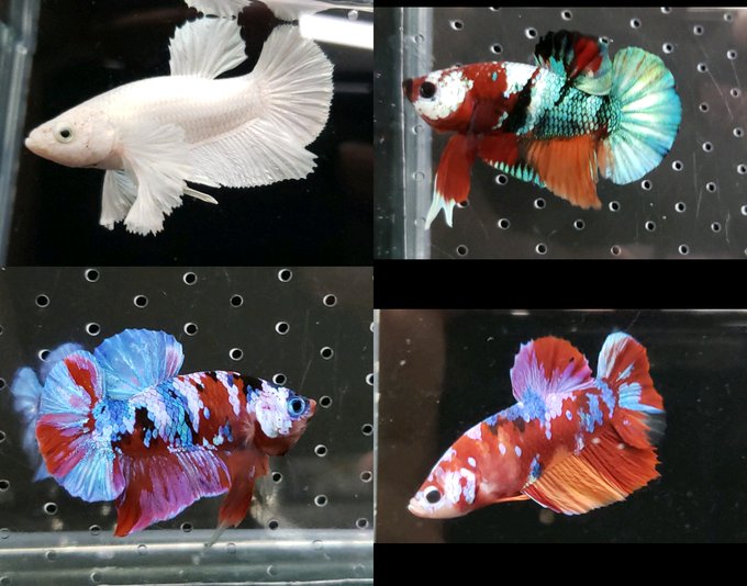 Conversation Between かねだい伊勢原店 総合編 犬 猫 小動物入荷速報 Sale告知など And Kane Ise Fish 1 Whotwi Graphical Twitter Analysis Conversation Between かねだい伊勢原店 総合編 犬 猫 小動物入荷速報 Sale告知など And Kane Ise Fish 1 Whotwi Graphical Twitter Analysis