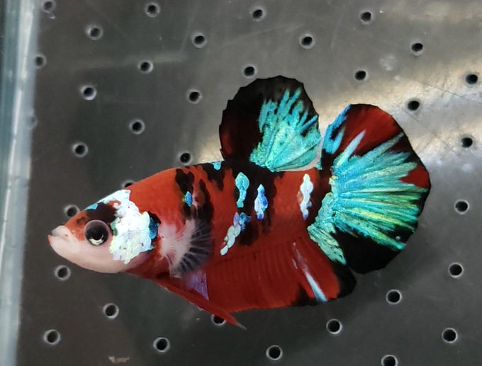 Conversation Between かねだい伊勢原店 総合編 犬 猫 小動物入荷速報 Sale告知など And Kane Ise Fish 1 Whotwi Graphical Twitter Analysis Conversation Between かねだい伊勢原店 総合編 犬 猫 小動物入荷速報 Sale告知など And Kane Ise Fish 1 Whotwi Graphical Twitter Analysis