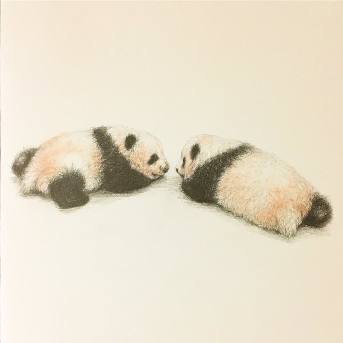 上野動物園パンダのtwitterイラスト検索結果