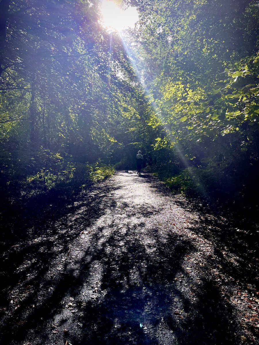 fergstack's tweet image. A walk in the woods and tales in the trees