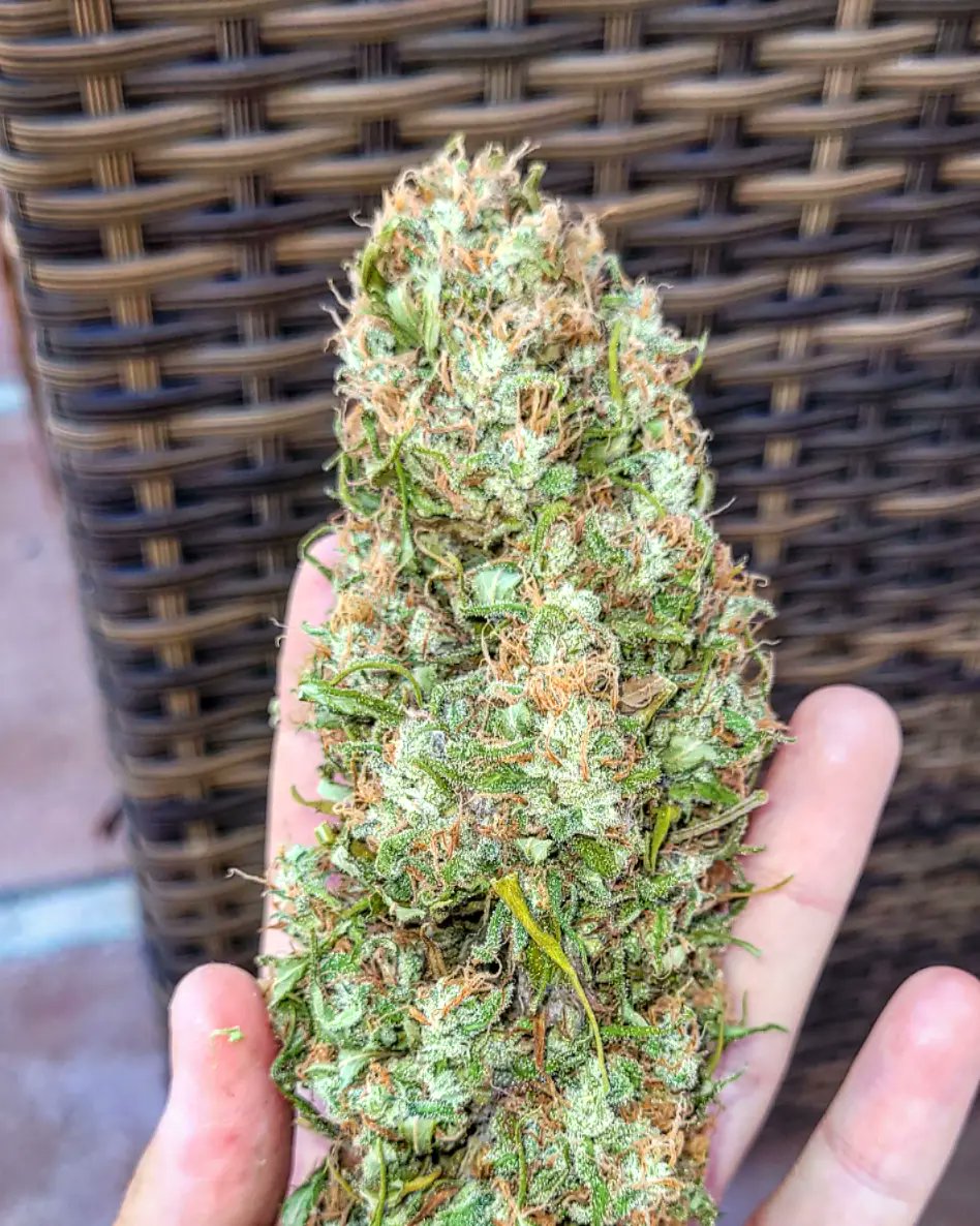 Sophie_MJ's tweet photo. "La hierba es la curación de una nación ; el alcohol la destrucción"
Bob Marley ❤💛💚🙏
#Blueberry99 💙🍒 @GreenbudSeeds @Apez140 @INMAQ16 se va a curar para curarme.
TE AMO CANNABIS 🌱🙏❤
#LaSofiJardinera👩🏼🌾 #curacion #sanacion #reggae #BobMarley #Greenbudseeds #AdrycsCove https://t.co/iAVOGfvfMB