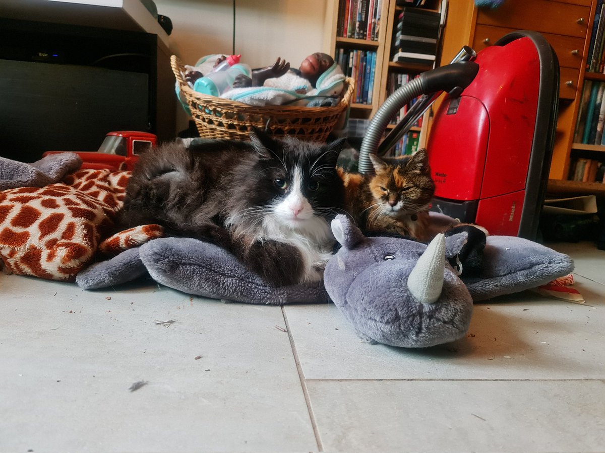 FelixEnPardijn's tweet photo. Het wordt weer koud en nat buiten,  dus dan maar gezellig samen op een kussentje liggen. https://t.co/nBWxUfvarC