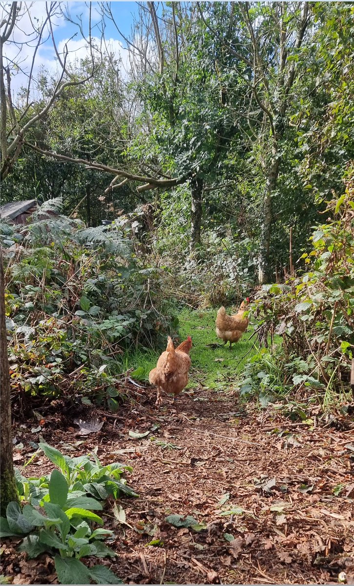 Me_HimAnThem's tweet photo. I made a pathway through to join the woods it was only going to be a matter of time till these monkeys found their way through ... its taken a couple of weeks for them to get brave enough to get this far ... #exbats #livingthebestlife https://t.co/ARRVcsG1wS