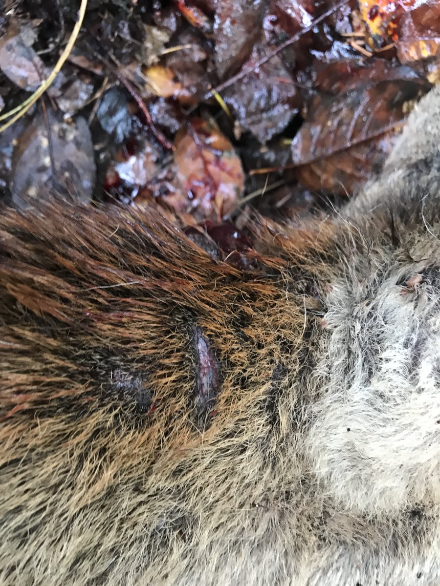 Jan Meesters tweet media