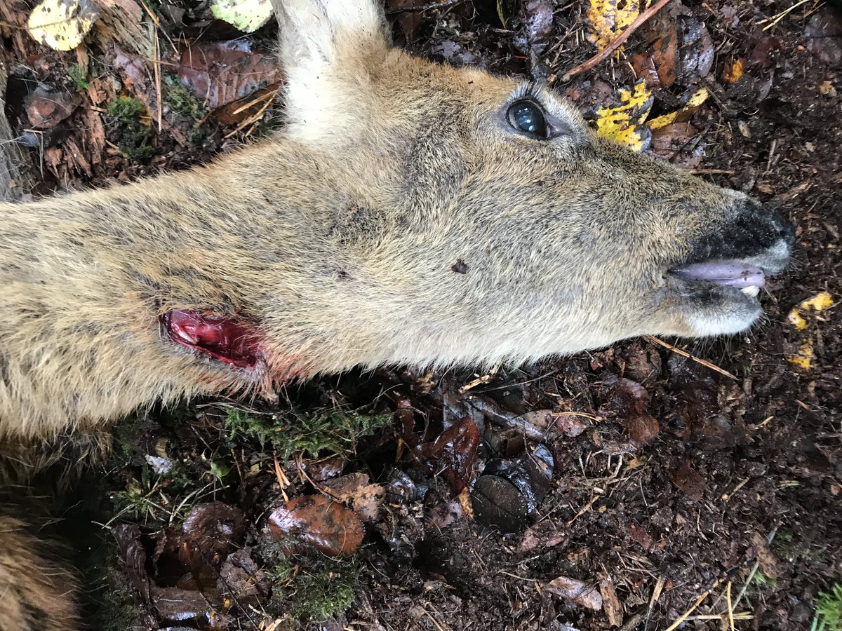 Jan Meesters tweet media