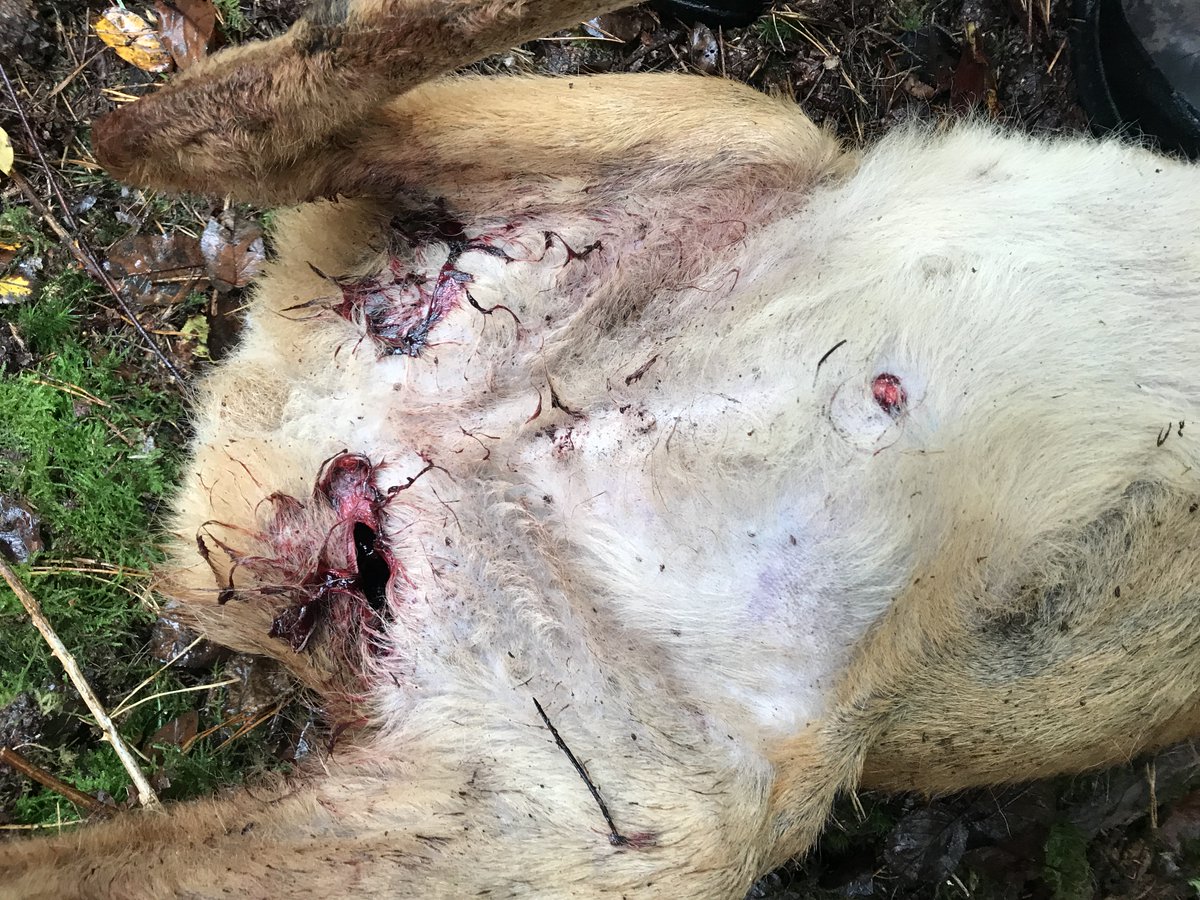 Jan Meesters tweet media