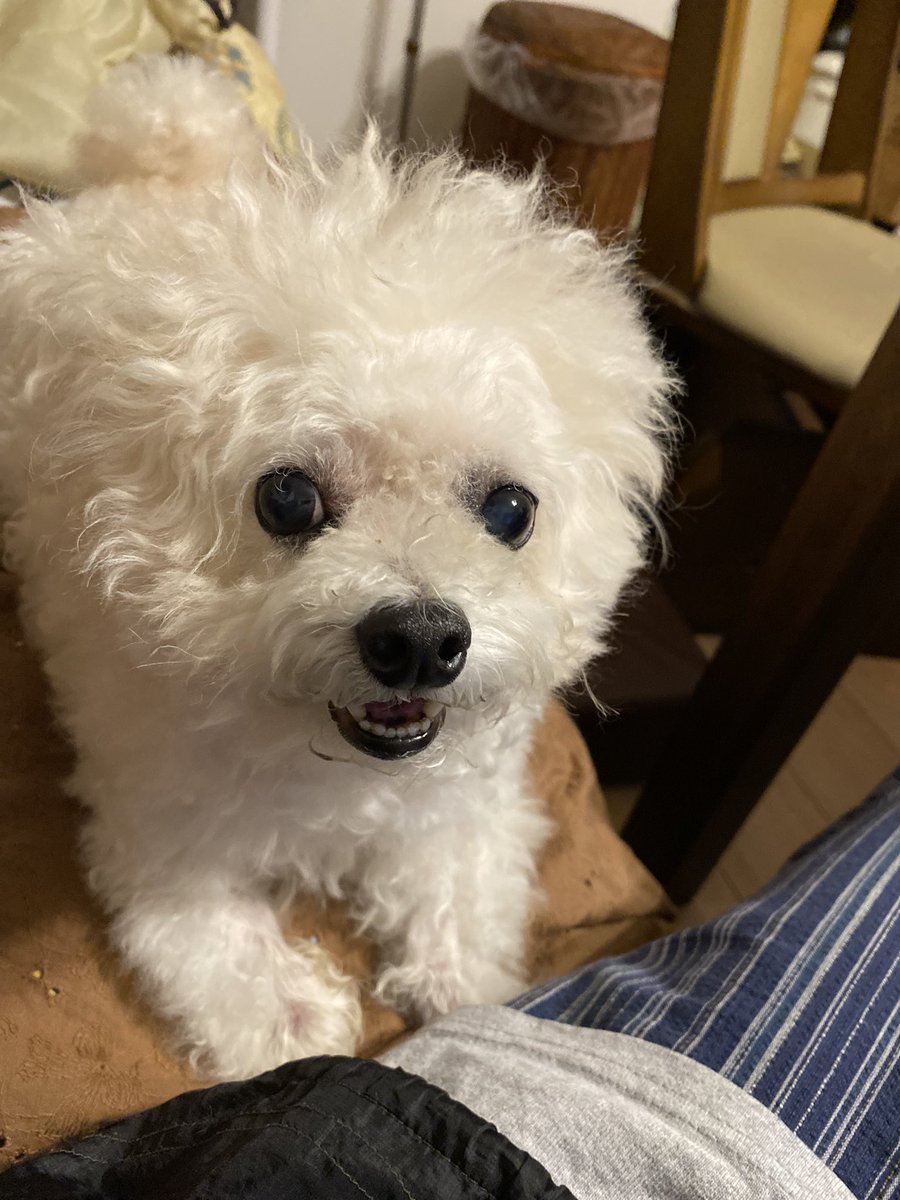 Dolly 飼い主にカット失敗されたみたいでしゅ おでこが禿げてるって笑われちゃいまちた 目に前髪が入らないようにしたかっただけなんです 悪気はなかったんです セルフトリミング セルフカット 犬好きさんと繋がりたい Dogsoftwitter Dogs