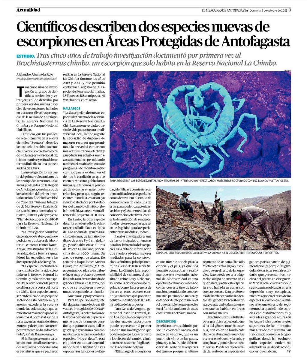 criordor's tweet photo. Científicos describen dos especies nuevas de escorpiones 🦂 en la Reserva La Chimba y en Parque Nacional Llullaillaco, llamadas Brachistosternus chimba y B. llullaillaco #Biodiversidad #Antofagasta 🌵☀️ https://t.co/ubXToXdsMF