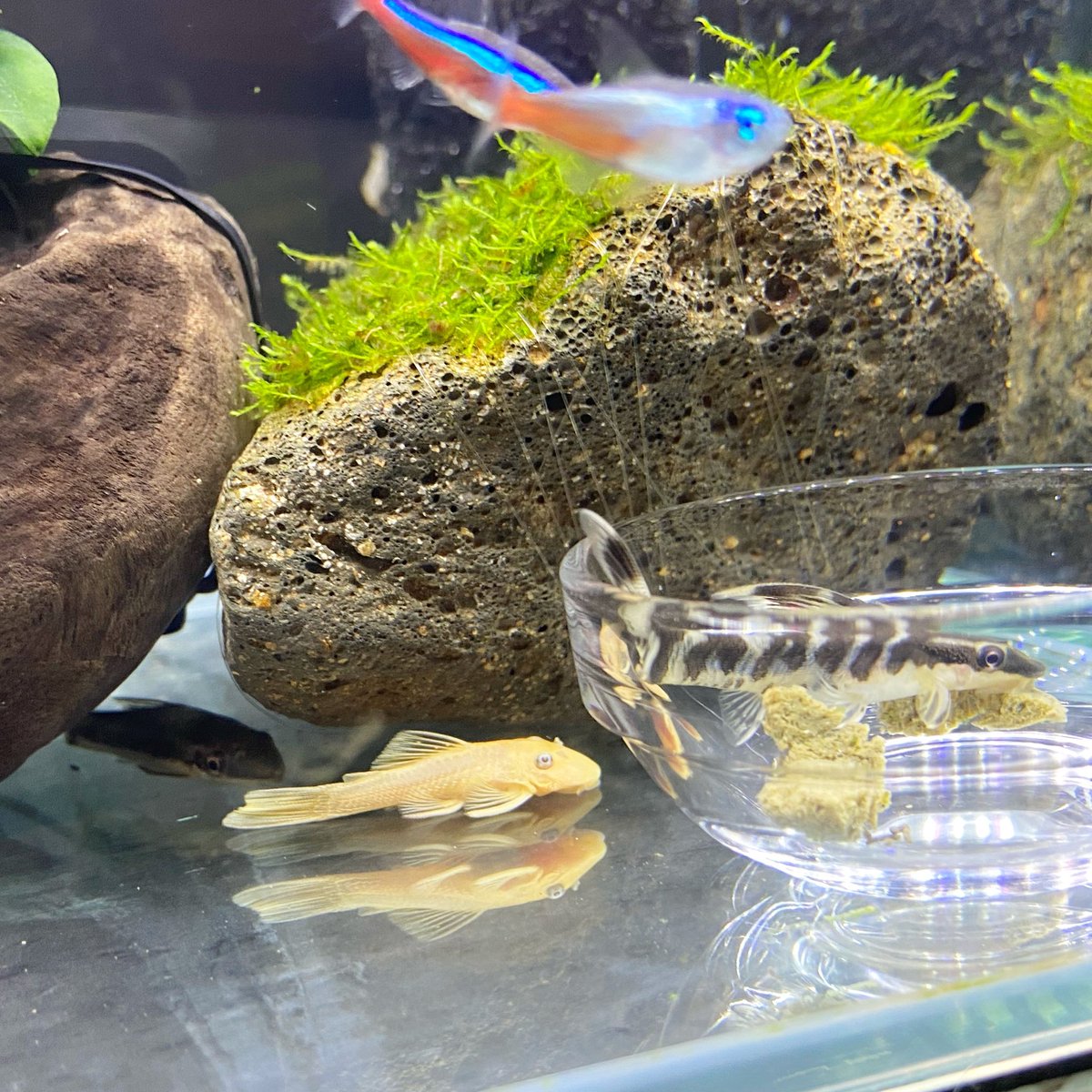 Top Tweets For アクアリウム好きな人と繋がりたい Twstalker