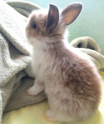 RabbitEveryHour's tweet image. 