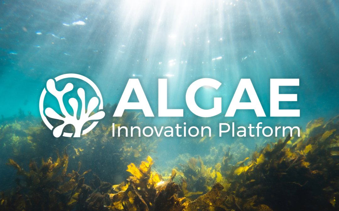 NorthNorfolkDC's tweet image. GREENBUILD: What is the Algae Innovation Platform? Is there a need for a seaweed industry in East Anglia and what would be its benefits?

On Nov 9 Rikke Nagell-Kleven, from @HIL_Updates will be exploring these questions! 

Tickets available soon: bit.ly/3ukCW2B