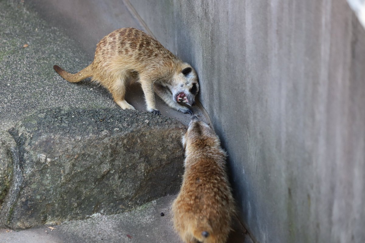 市川市動植物園