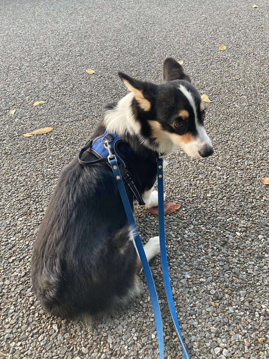 三毛犬と野良くろ Kiri Maro Twitter