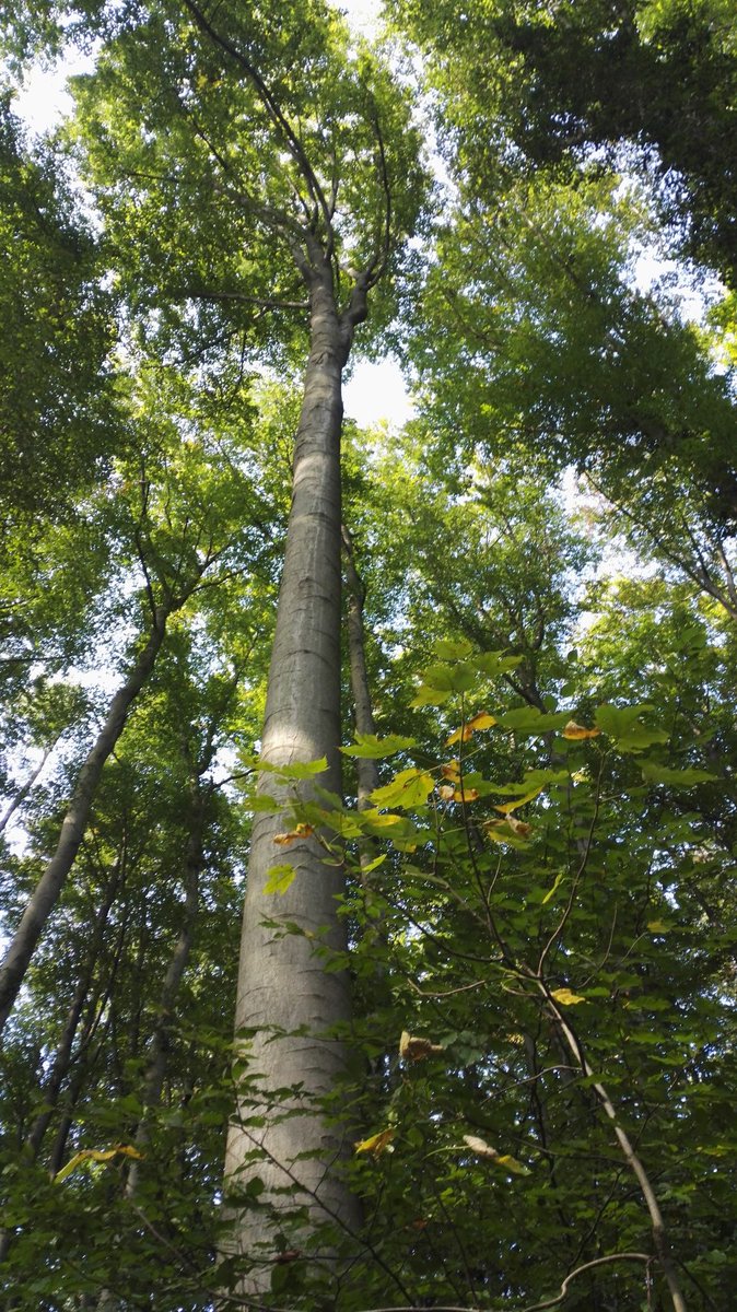 e2shareDe's tweet photo. Die Artenvielfalt in der Landschaft würde sich und unsere Nahrungspalette drastisch reduzieren, wenn es keine Wildbienen mehr gibt.   
Informiert Euch auf https://t.co/dUKU0X9HPF über unsere Waldschutzprojekte!

#e2share #waldretten #naturschutz #jederbaumzählt #rettetdieBienen https://t.co/x0BpI8vEg9