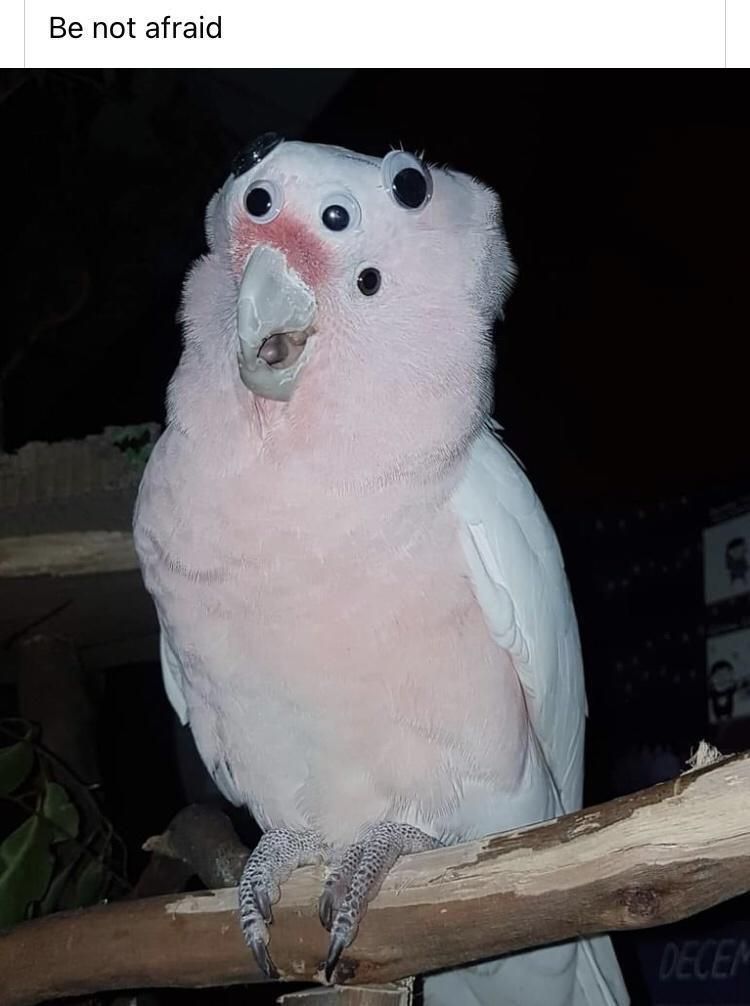 Birds With Threatening Auras (@aurasbirds) on Twitter photo 