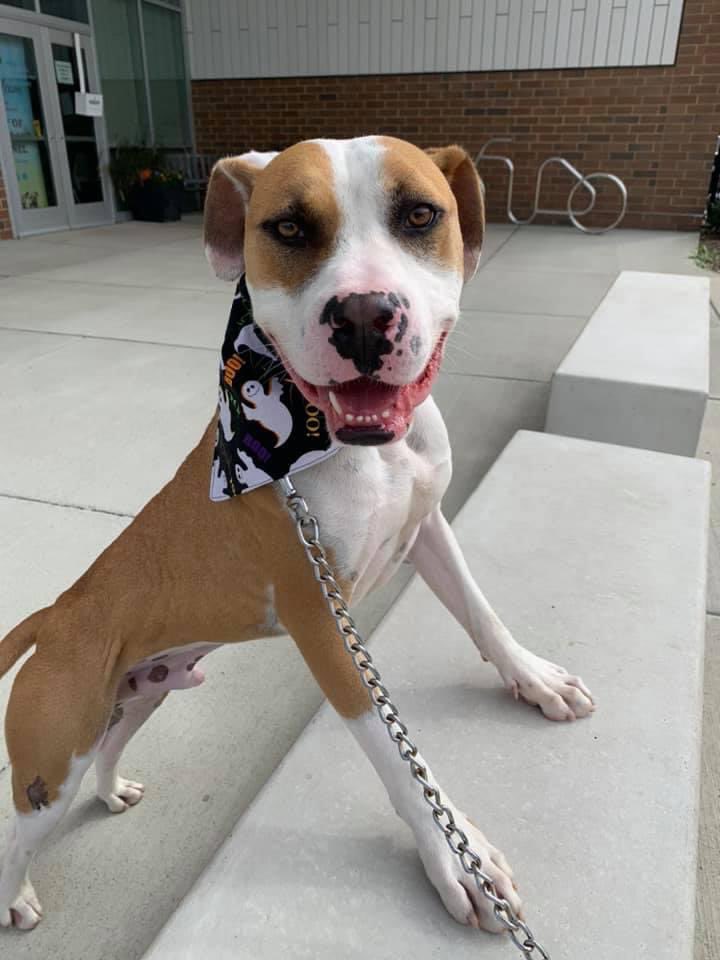 CityDogsCLE's tweet image. Mork has tons of goofy personality and quirky charm, but at his core he is a sweet, sensitive softie who relishes the chance to just hang out with his friends. We think he’d make a low-key hangout buddy once settled in to his new routine. tinyurl.com/meetacitydog #adopt #citydog