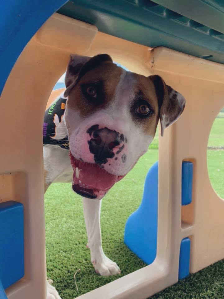 CityDogsCLE's tweet image. Mork has tons of goofy personality and quirky charm, but at his core he is a sweet, sensitive softie who relishes the chance to just hang out with his friends. We think he’d make a low-key hangout buddy once settled in to his new routine. tinyurl.com/meetacitydog #adopt #citydog