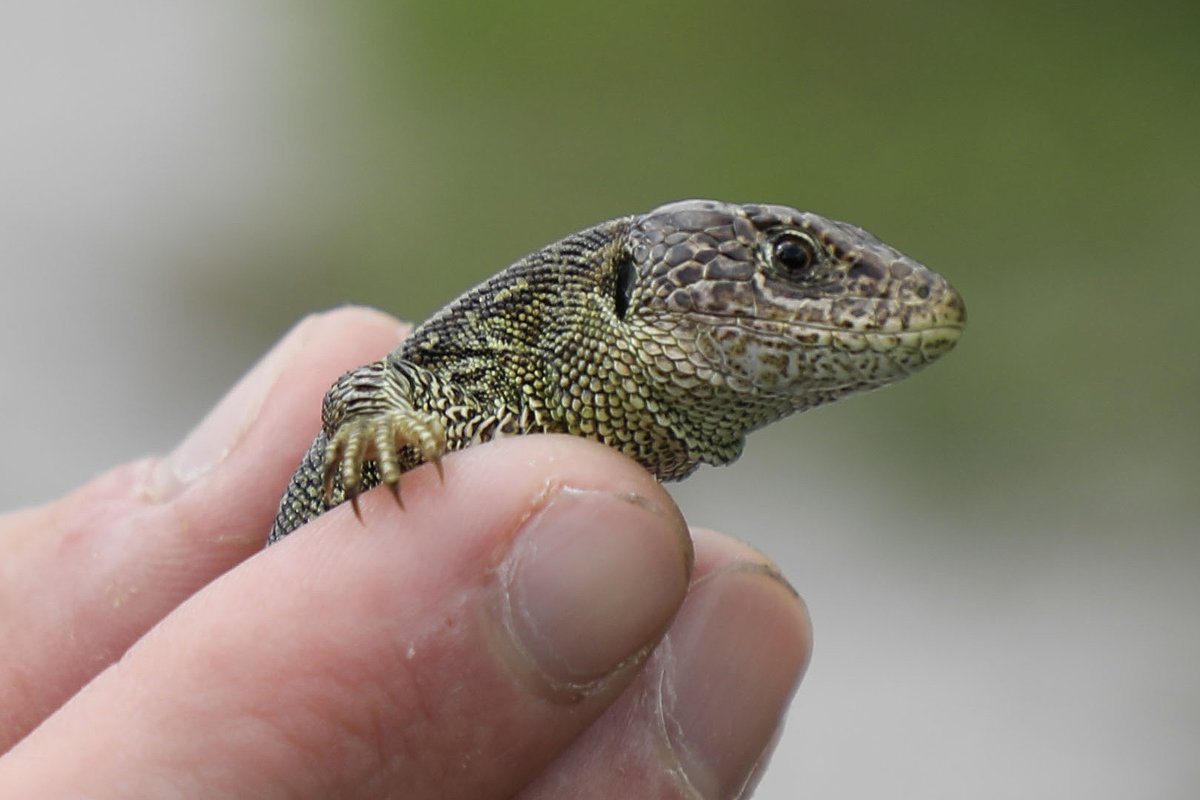 ForestryEngland's tweet photo. A record number of #SandLizards, the UK’s rarest lizard, have just been released back into @DorsetForests.🦎 Bred by our #NewForestReptileCentre and @MarwellWildlife, and released in partnership with @ARC_Bytes. Here are some #BehindTheScenes pictures of the release.👇 https://t.co/fjkmksNCMb