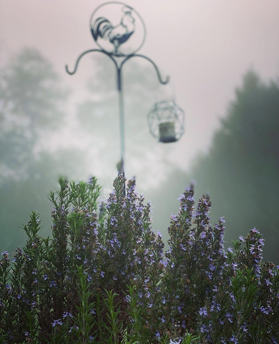 It’s a foggy October morning here!  Waiting for that sun to come out and burn off the fog.  But until then, I’ll enjoy the beautiful fog! Are you caught up on CWTCL episodes? Grab a coffee and a listen. But.. don’t forget to hug your chicken! coffeewiththechickenladies.com