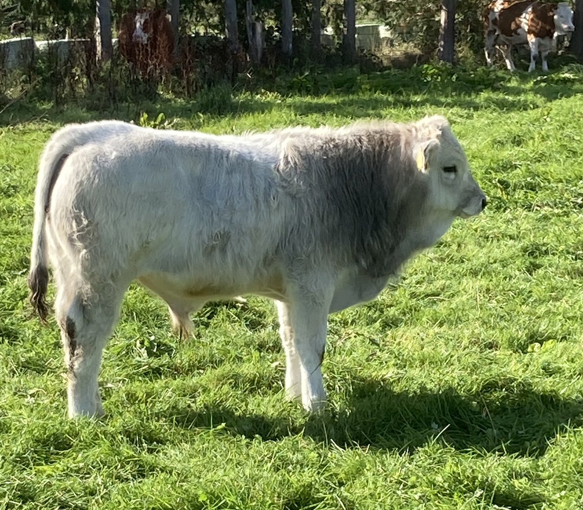 RomagnolaC's tweet photo. Sunday morning herd check. This fellow starting to show strength. #lotsofpotential https://t.co/gB9nZiiTer
