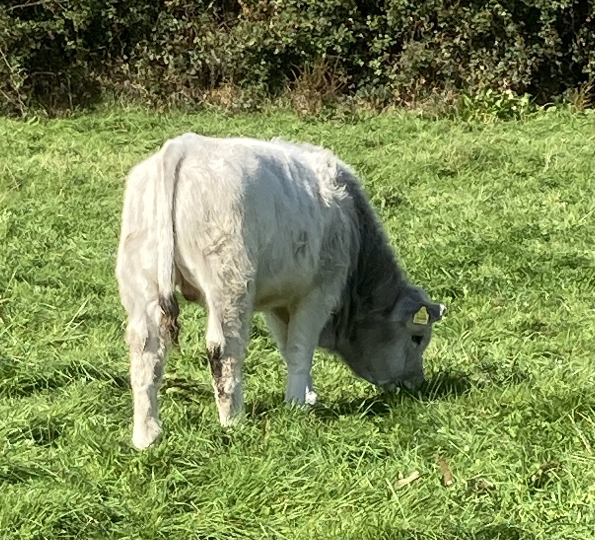 RomagnolaC's tweet photo. Sunday morning herd check. This fellow starting to show strength. #lotsofpotential https://t.co/gB9nZiiTer