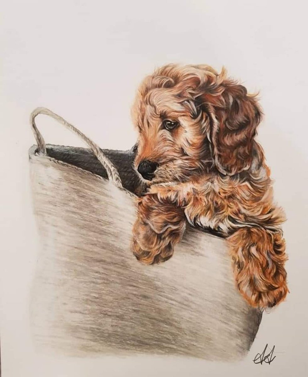 Bob 💜
#petportraits #art #artist #drawing #dogs #dogdrawings